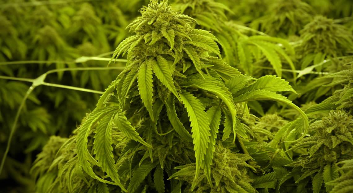 marijuana plants